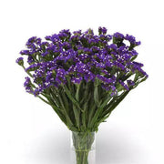 Statice Limonium QIS Series (PanAmerican) - Farmers Stop
