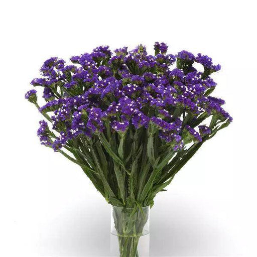 Statice Limonium QIS Series (PanAmerican) - Farmers Stop