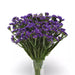 Statice Limonium QIS Series (PanAmerican) - Farmers Stop