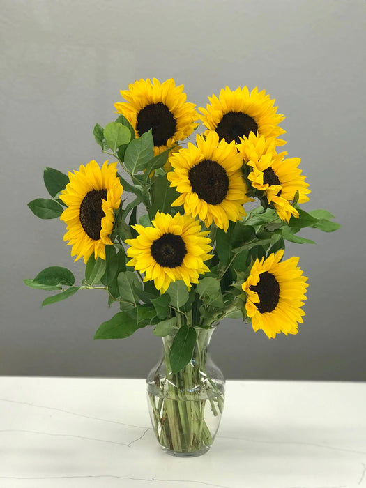 Ornamental Sunflower Sunshine F1 Hybrid (Known You Seeds, Taiwan) - Farmers Stop