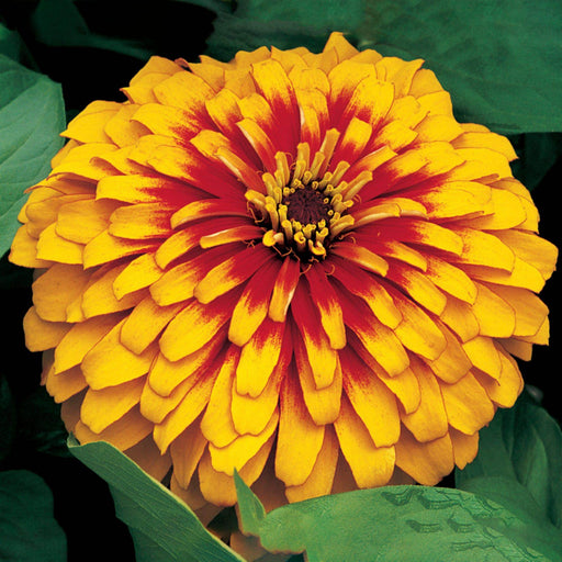 Swizzle™ Zinnia elegans (Synegnta flowers) - Farmers Stop