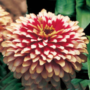 Swizzle™ Zinnia elegans (Synegnta flowers) - Farmers Stop