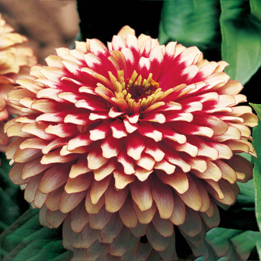 Swizzle™ Zinnia elegans (Synegnta flowers) - Farmers Stop