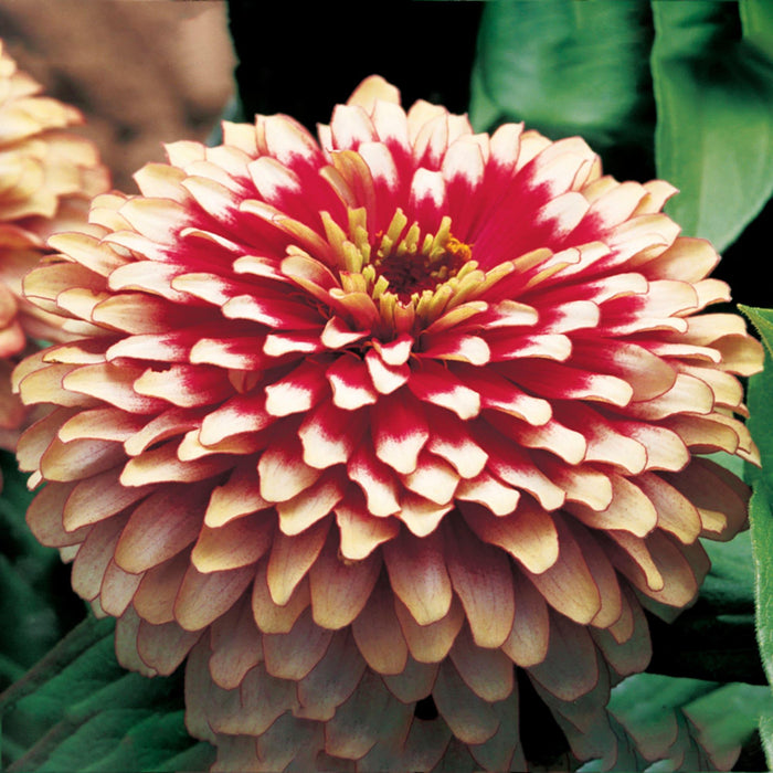 Swizzle™ Zinnia elegans (Synegnta flowers) - Farmers Stop