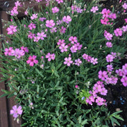 Gypsophila Elegans (Garden Festival's) - Farmers Stop