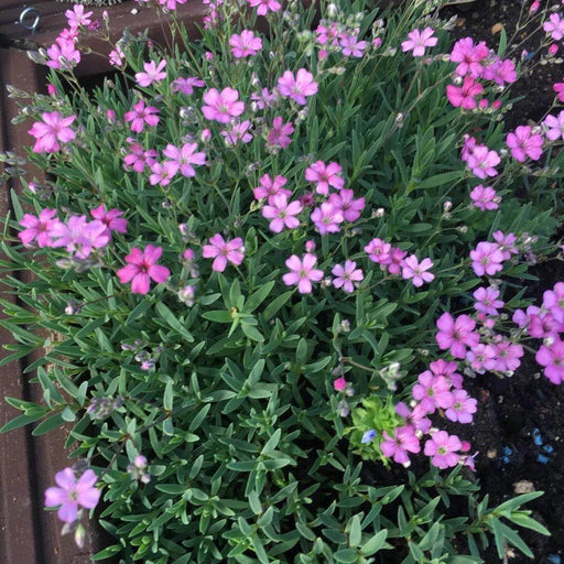 Gypsophila Elegans (Garden Festival's) - Farmers Stop
