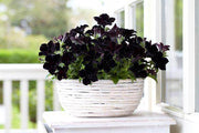 Petunia Sophistica® Seed Pelleted (PanAmerican) - Farmers Stop