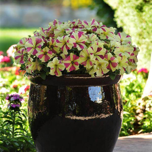Petunia Sophistica® Seed Pelleted (PanAmerican) - Farmers Stop