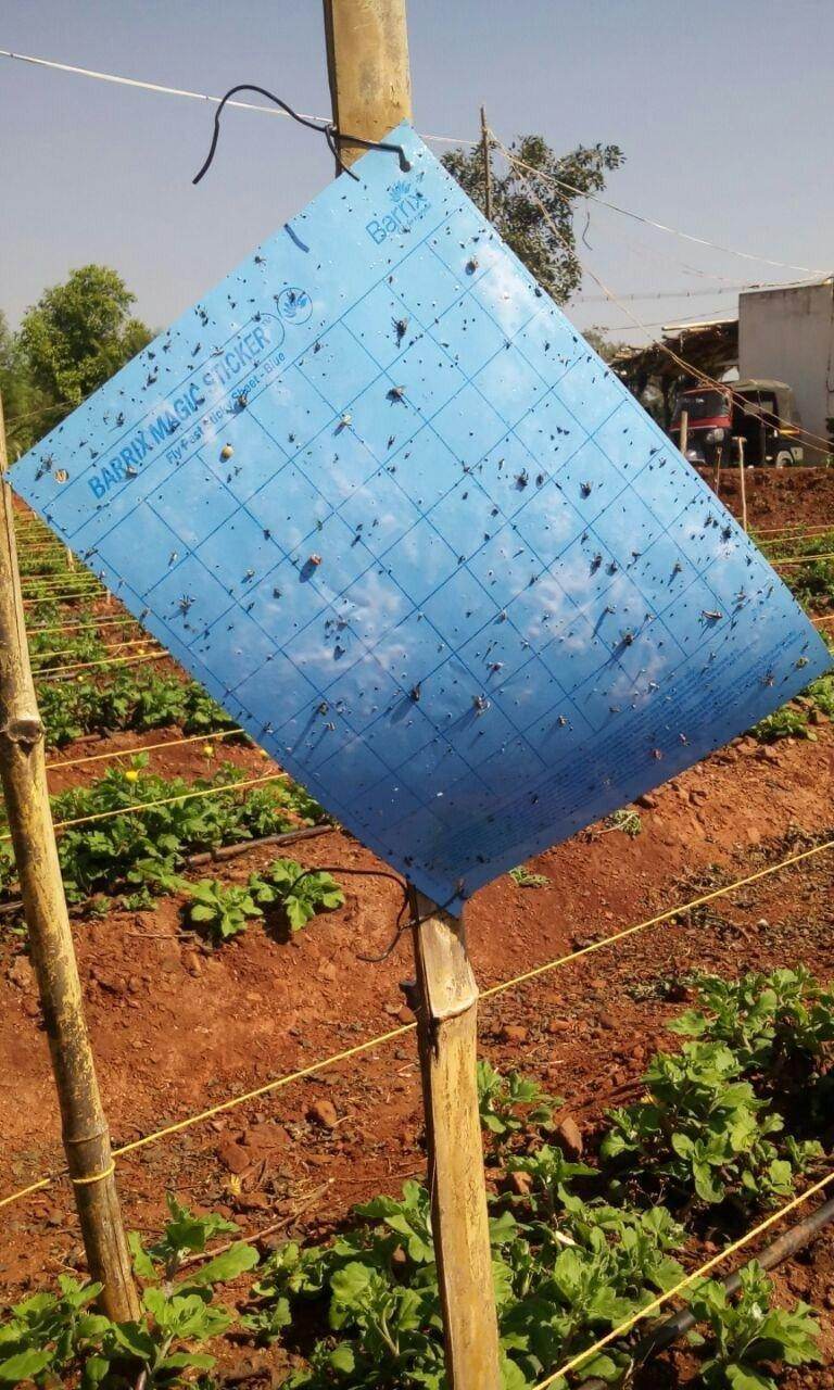 Magic Stickers Sheets - Blue (Barrix) - Farmers Stop