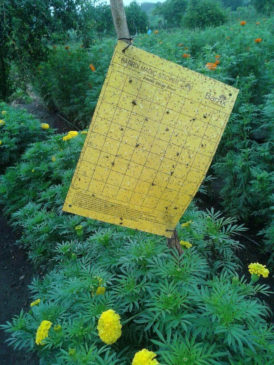 Magic Stickers Sheets - Yellow (Barrix) - Farmers Stop