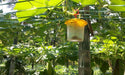 Catch Veg Fly Lure with Trapper (Barrix) - Farmers Stop