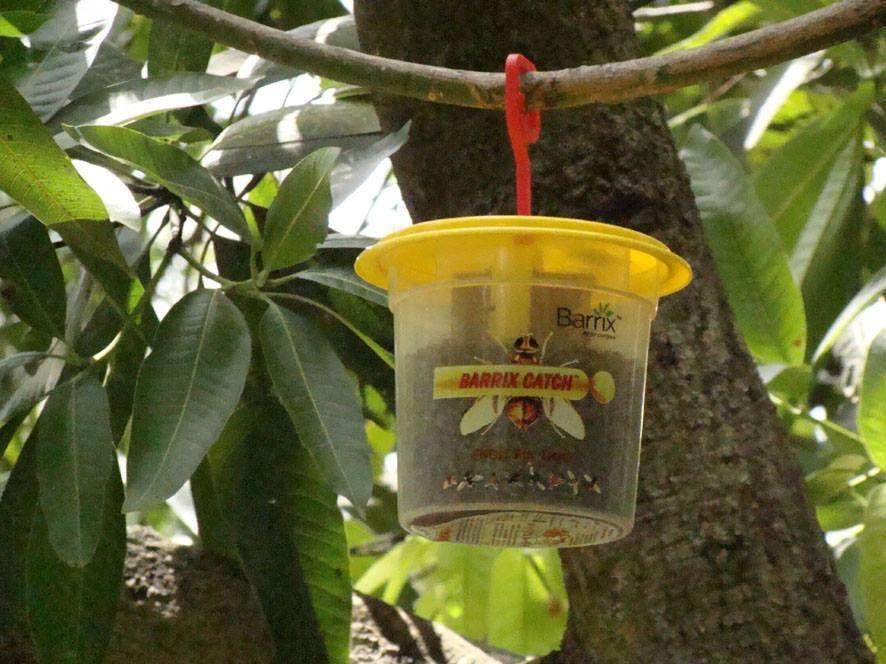 Catch Fruit Fly Lure with Trapper (Barrix) - Farmers Stop
