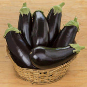 Michal/माइकल Parthenocarpic Eggplant (Genesis Seeds, Isreal) - No Cash on Delivery - Farmers Stop