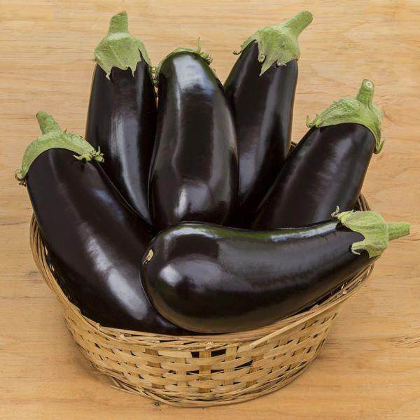 Michal/माइकल Parthenocarpic Eggplant (Genesis Seeds, Isreal) - No Cash on Delivery - Farmers Stop