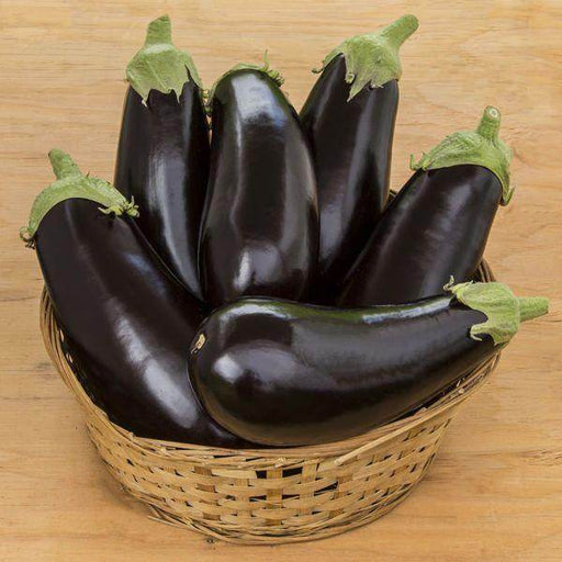 Michal/माइकल Parthenocarpic Eggplant (Genesis Seeds, Isreal)  - No Cash on Delivery - Farmers Stop