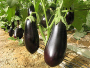 Michal/माइकल Parthenocarpic Eggplant (Genesis Seeds, Isreal) - No Cash on Delivery - Farmers Stop
