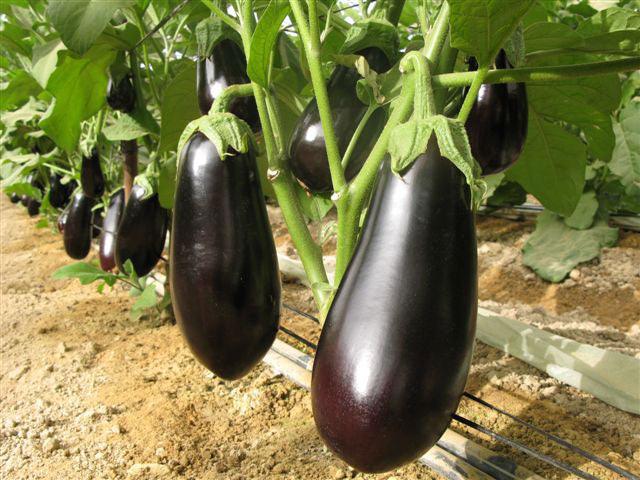 Michal/माइकल Parthenocarpic Eggplant (Genesis Seeds, Isreal)  - No Cash on Delivery - Farmers Stop