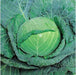 Globe Master/ग्लोब मास्टर F1 Cabbage (Takii Seeds) - Farmers Stop
