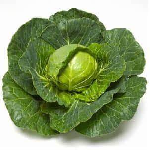 Golden Cross/गोल्डन क्रॉस F1 Cabbage (Takii Seeds) - Farmers Stop