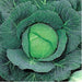 Green Coronet/ग्रीन करोनेट  F1 Cabbage (Takii Seeds) - Farmers Stop