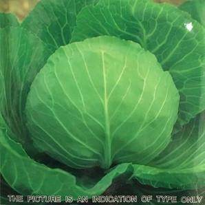 T-621 F1 Cabbage (Takii Seeds) - Farmers Stop