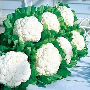 Snow Crown/स्नो क्राउन F1 Cauliflower (Takii Seeds) - Farmers Stop