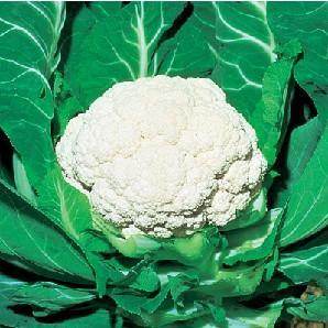 Snow Mystique/स्नो मिस्टिक F1 Cauliflower (Takii Seeds) - Farmers Stop