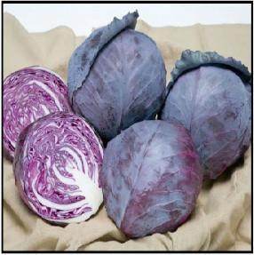 Ruby Ball/रूबी बॉल F1 Red Cabbage (Takii Seeds) - Farmers Stop