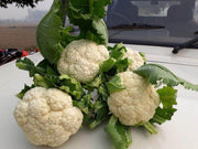 Snow Mountain/स्नो माउंटेन F1 Cauliflower (Takii Seeds) - Farmers Stop