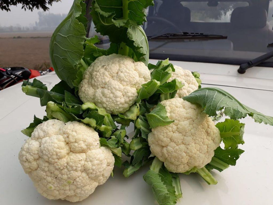 Snow Mountain/स्नो माउंटेन  F1 Cauliflower (Takii Seeds) - Farmers Stop