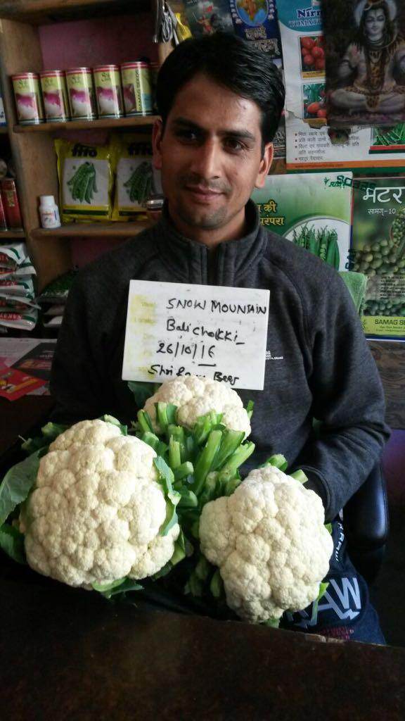 Snow Mountain/स्नो माउंटेन F1 Cauliflower (Takii Seeds) - Farmers Stop