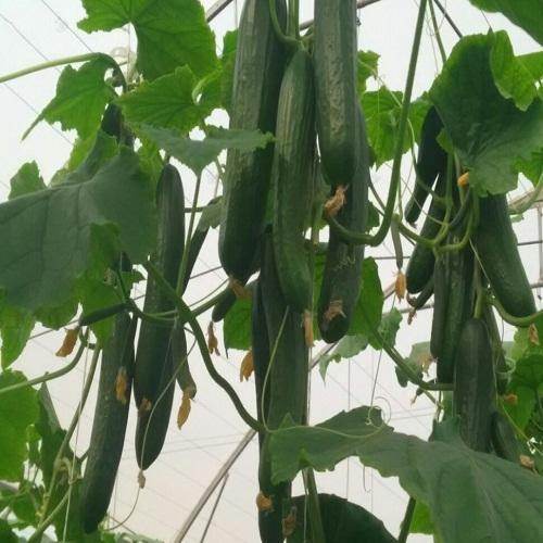 Fadia F1 Cucumber Seeds (Enza Zaden) - Farmers Stop