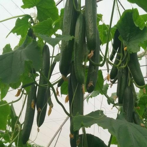 Fadia F1 Cucumber Seeds (Enza Zaden) - Farmers Stop