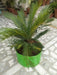 high quality grow pot/ grow bag for kitchen gardening / roof top organic farming  - 250 hdpe gsm
