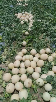 Crispy/क्रिस्पी Hybrid F1 Muskmelon (Konico Seeds)