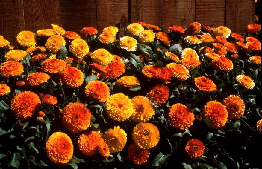 Bon Bon™ Calendula (Benary Seeds) - Farmers Stop