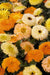 Bon Bon™ Calendula (Benary Seeds) - Farmers Stop