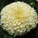 Vanilla F1 African Marigold (PanAmerican Seed) - Farmers Stop