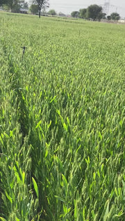 Sona Moti / Paigambari Wheat(सोना मोती गेहूं) Seeds for Farming (DICOCCUM WHEAT)- Limited Stock