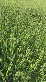 Sona Moti / Paigambari Wheat(सोना मोती गेहूं) Seeds for Farming (DICOCCUM WHEAT)- Limited Stock