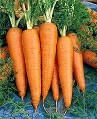 New Kuroda Nantes Carrot (United genetics) - Farmers Stop