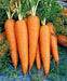 New Kuroda Nantes Carrot (United genetics) - Farmers Stop