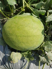 Jannat/जन्नत Hybrid Watermelon - Red Flesh (Known You Seeds) - Farmers Stop