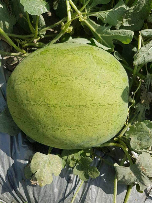 Jannat/जन्नत Hybrid Watermelon - Red Flesh (Known You Seeds) - Farmers Stop