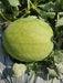 Jannat/जन्नत Hybrid Watermelon - Red Flesh (Known You Seeds) - Farmers Stop