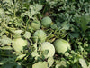 Jannat/जन्नत Hybrid Watermelon - Red Flesh (Known You Seeds) - Farmers Stop