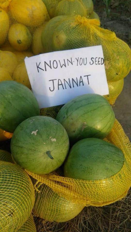 Jannat/जन्नत Hybrid Watermelon - Red Flesh (Known You Seeds) - Farmers Stop