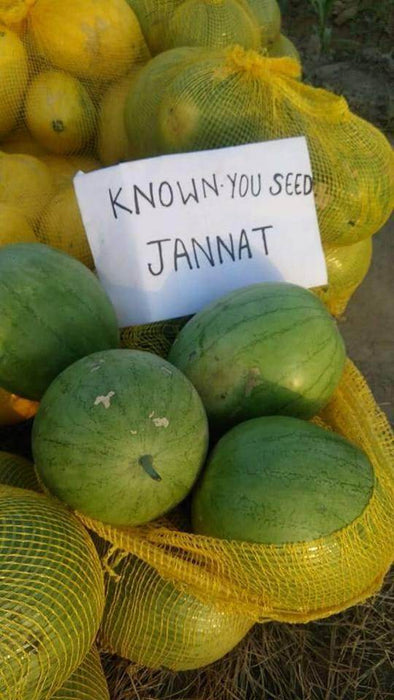 Jannat/जन्नत Hybrid Watermelon - Red Flesh (Known You Seeds) - Farmers Stop