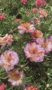Portulca Grandiflora Sundial Mix (Garden Festival)