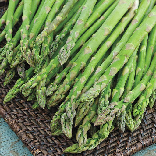 asparagus f1 hybrid quality seeds  (garden festival)